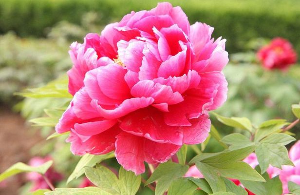 Luoyang Private Tour to Longmen Grottoes and Peony Blossom Sightseeing