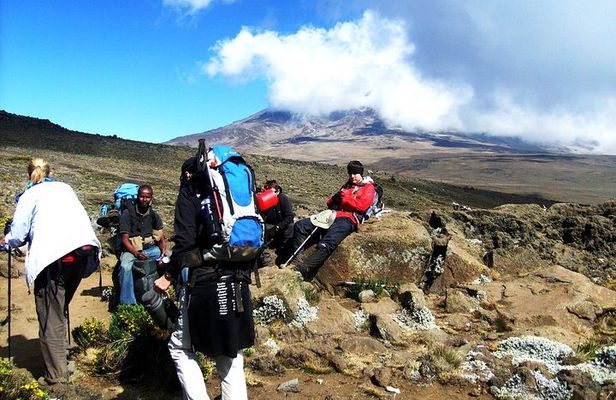 Lemosho Route 8 Days 7 Nights/Kilimanjaro Climb
