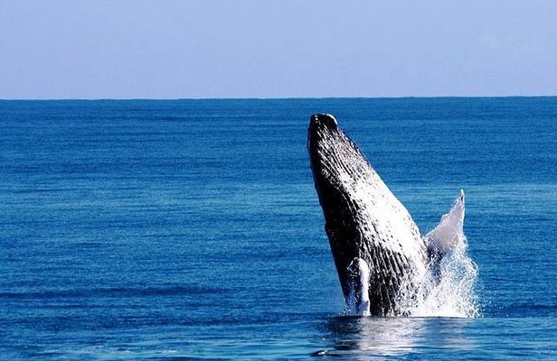 Whale Watching in Samana