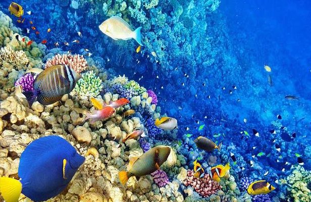 Hurghada Snorkelling