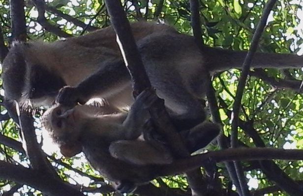 Victoria Falls And Chobe