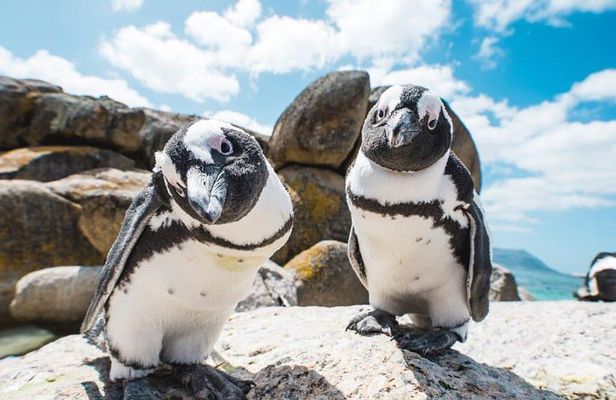 Revel in the Cape Peninsula (Penguins & Cape of Good Hope)