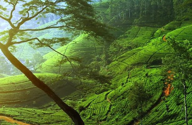 Day Trip to Nuwara Eliya with Kingfisher Tours