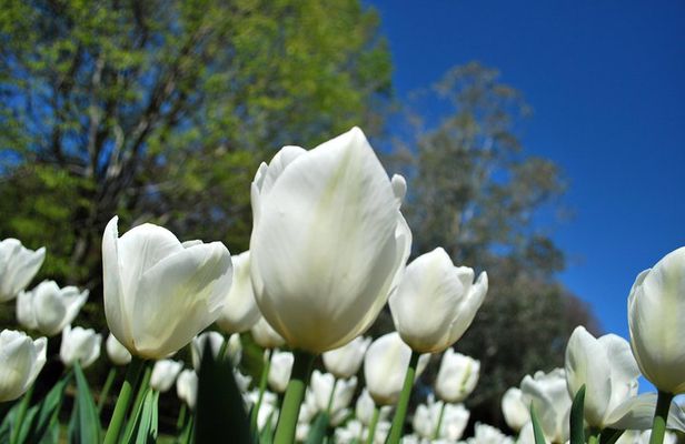 Walking tour with a private tour guide in the botanical gardens of Villa Taranto