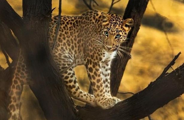 Private Full Day Outdoor Activities in Jaipur with Tickets