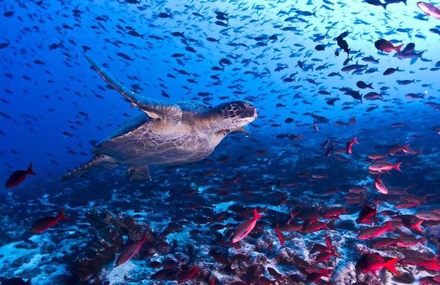 Snorkeling! & Cahuita national park Private Sightseeing Tours