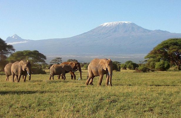 Thrilling 6 Days Amboseli-Lake Nakuru-Maasai Mara Budget Safari