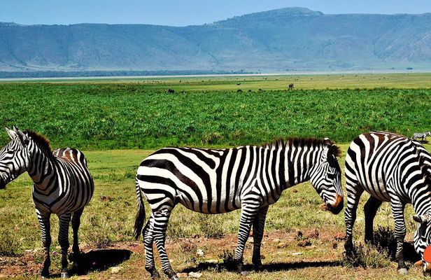 3 Days Tanzania Safari