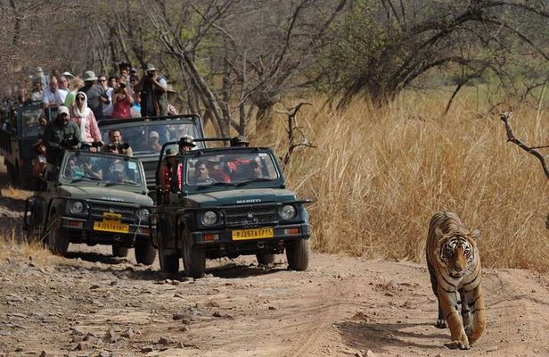 Five Days Golden Triangle Tour with Ranthambore Delhi Agra Jaipur