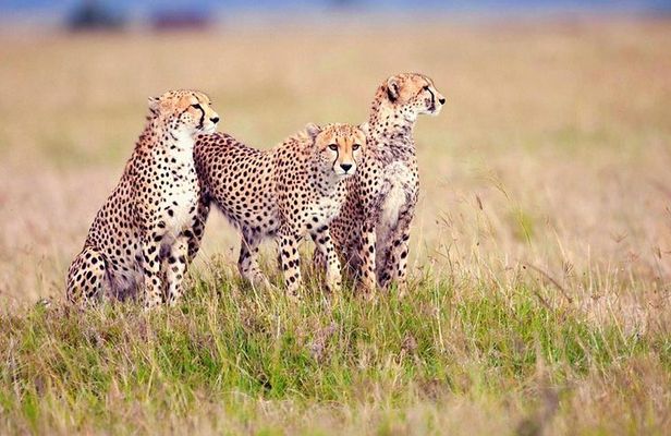 3-Day Camping Safari to Serengeti and Ngorongoro Crater - Group Joining Tour
