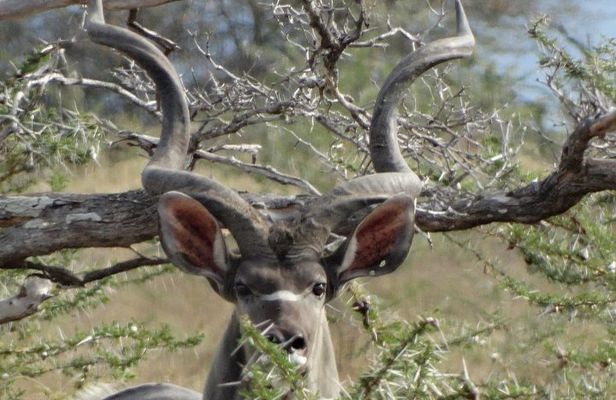 5 Days Safari to Nyerere NP (Selous GR) and Mikumi NP