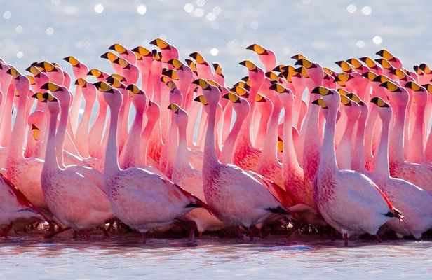 Laguna del Toro and Flamingo-Watching 4WD