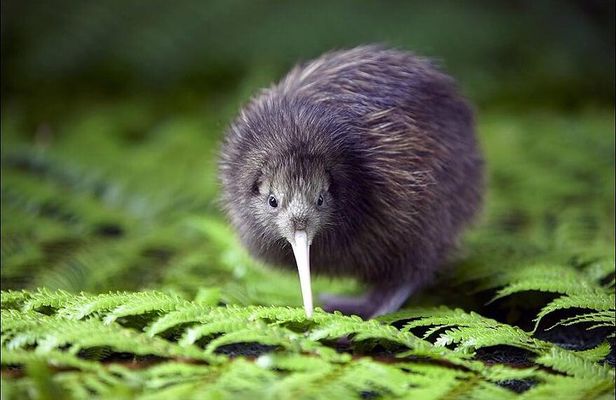 Lyttelton Shore Excursion: Christchurch Sights with Willowbank Wildlife Reserve