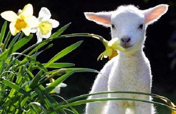 Lyttelton Cruise Excursions: Christchurch Sightseeing with Sheep Farm