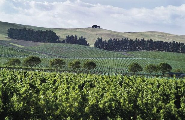 Lyttelton Shore Excursion - Waipara Wine Tour With Lunch