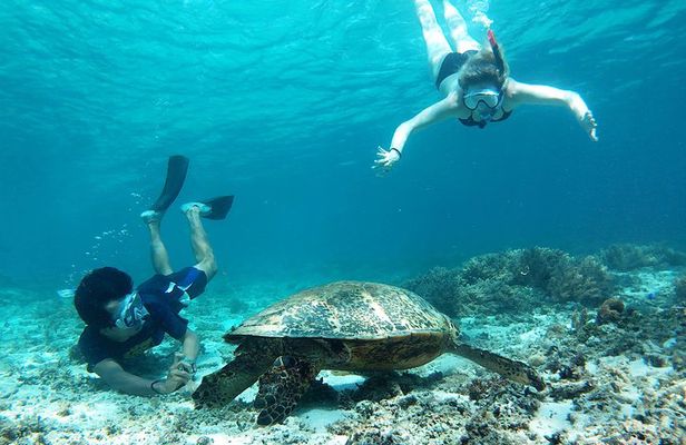 Snorkeling with Turtles on Gili Trawangan