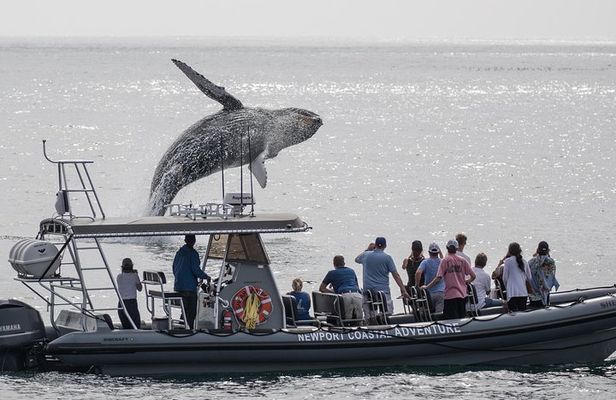 Ultimate Whale Watching Tour aboard the SuperRib: 24 People Max