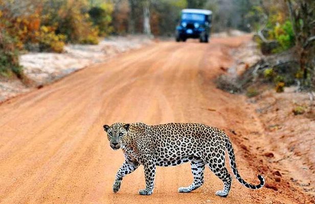 From Ella - Yala Safari with Transfer Option to Other Locations