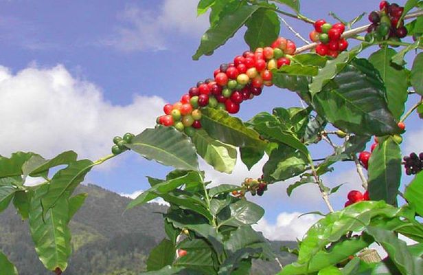 Private Blue Mountain tour from Ocho Rios