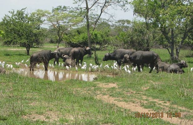 Kanzwa short holiday break -2 Nights Safari Kafue National Park 