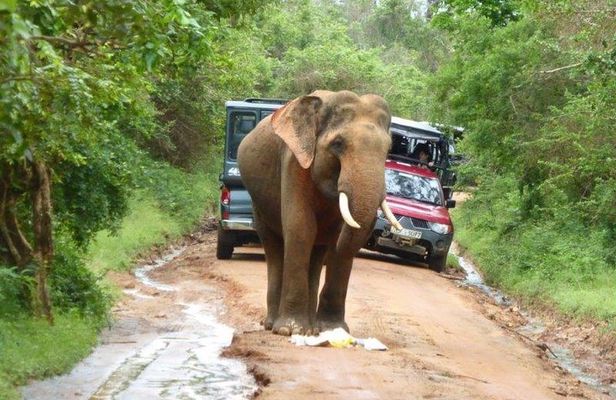 Udawalawe Safari Day Tour from Bentota and its' surrounding areas
