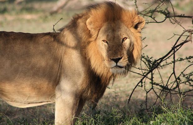 5 Days Big Five Adventures Luxury Lodge Safari in Tanzania
