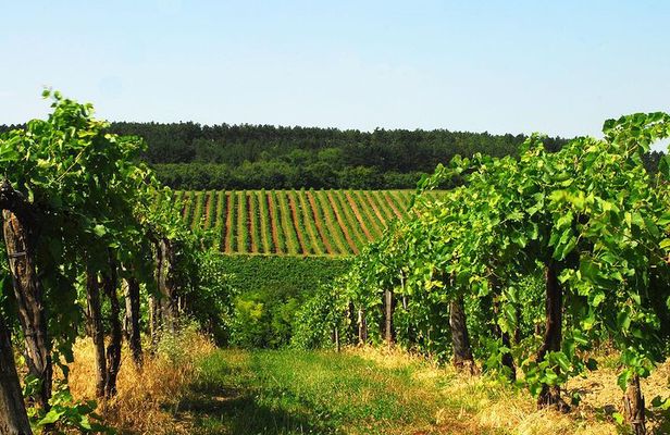 Wine Tasting Experience in Etyek Wine Region with a private air conditioned car