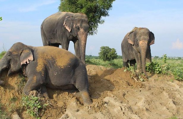 Guided Tour To Tajmahal - Agra Fort & Wildlife SOS & Drop Jaipur