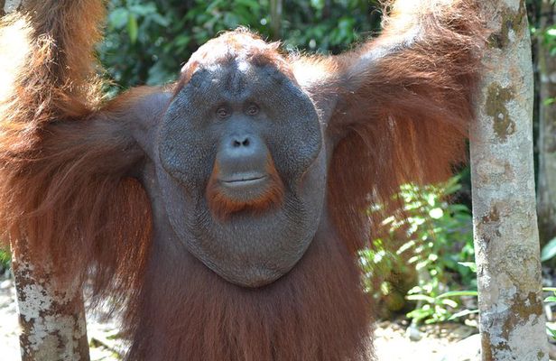 Dayak Lamandau & Orangutan Tanjung Puting Park Tour 6 Days