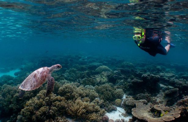 3 Night Ningaloo Reef Snorkel and Dive Getaway from Coral Bay