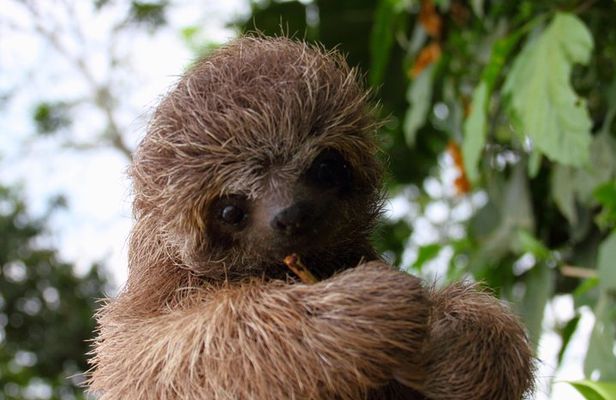 La Fortuna Birds, Butterfly Garden, sloths Guided Tour 2hrs
