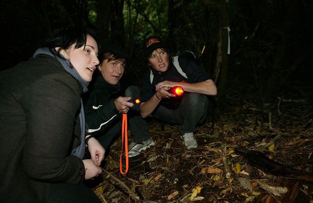 Zealandia Small Group Eco Wildlife Night Tour