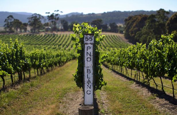 Ultimate Yarra Valley Chandon, Soumah & De Bortoli Cheese & Wine