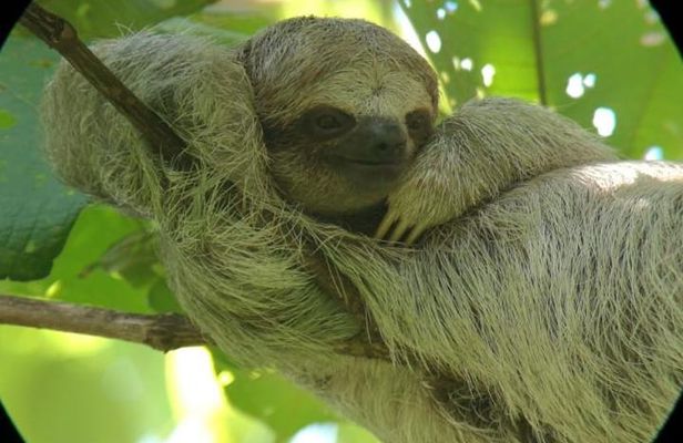 Sloths Observation and Coffee, Chocolate, Sugarcane Experience