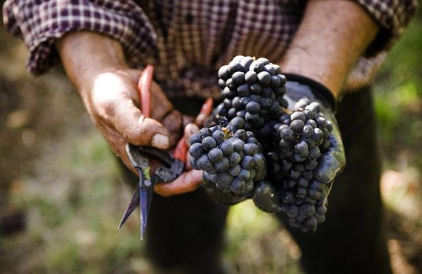 Ultimate Mornington Peninsula Food and Wine Small Group Tour