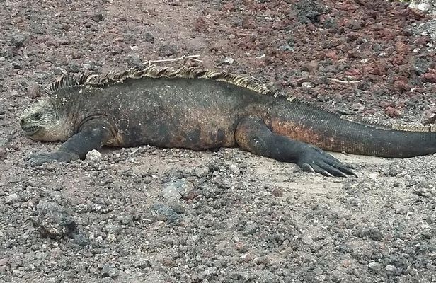 GALAPAGOS IDEAL (3Days)