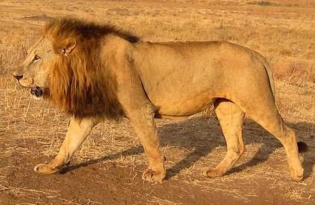 Nairobi National Park Tour