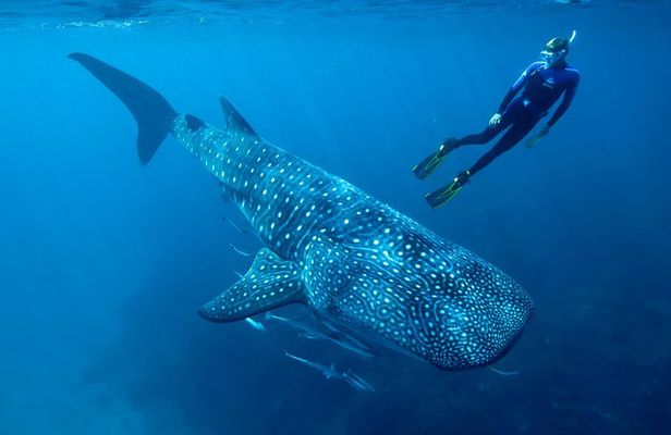 Cancun Whale Shark Encounter