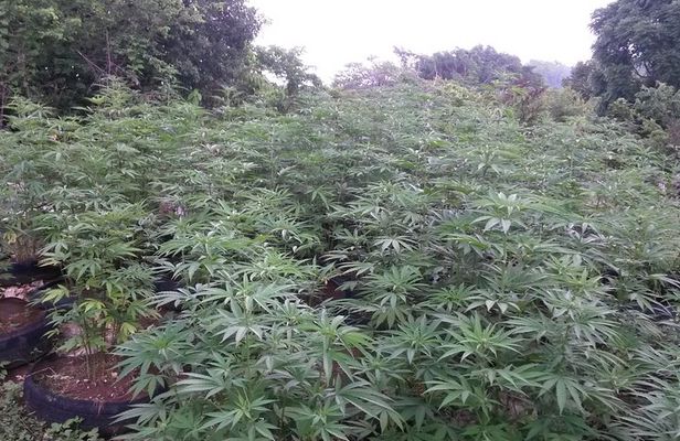 Stepping High Mountain Rastafari Herbs Tour