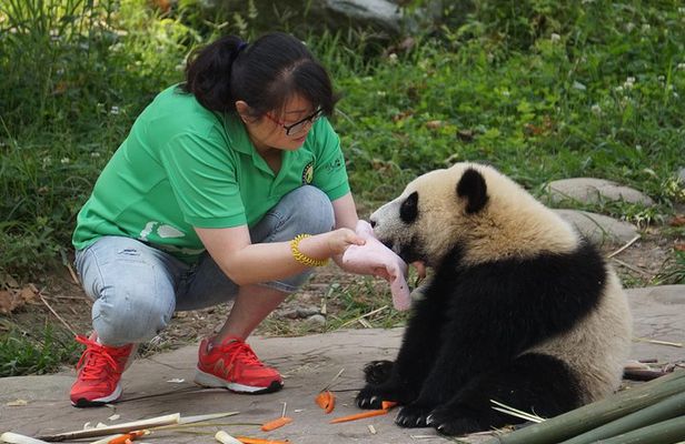 Visiting Dujiangyan Yaan Wolong Panda Base Optional Volunteering