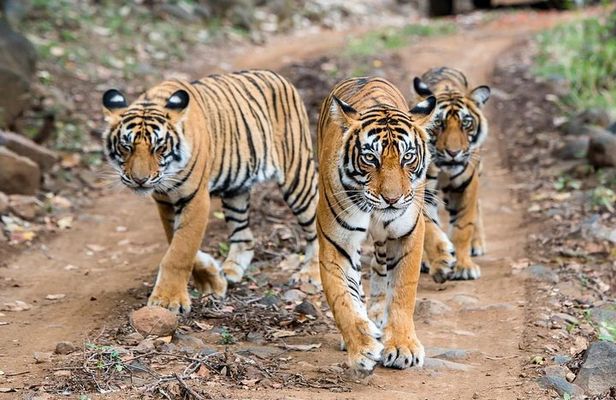 2-Day Ranthambore Safari with Sunrise view of Taj Mahal