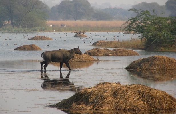 Sultanpur The wonder of Birding from Delhi
