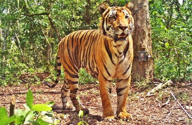 Bandipur Tiger Reserve with Somnathpur Temple Tour