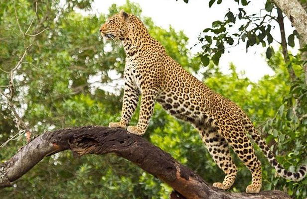 2 Days Masai Mara Private Safari From Nairobi
