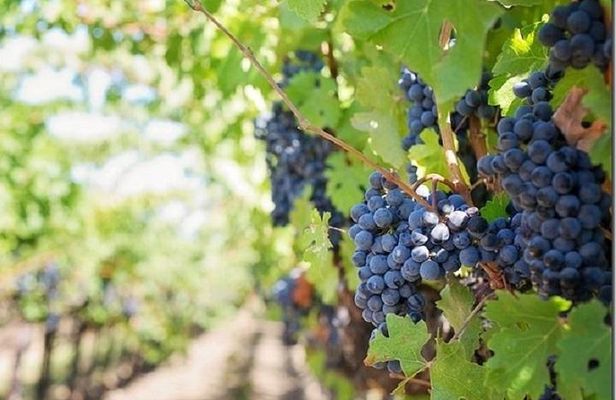 Cousino Macul and Concha y Toro Wineries Day Trip from Santiago