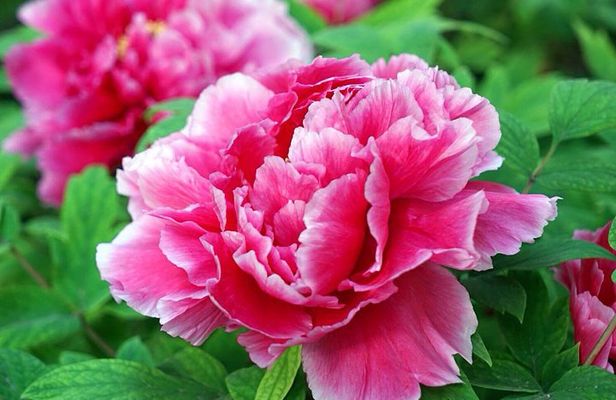 Luoyang Private Tour to Longmen Grottoes and Peony Blossom Sightseeing