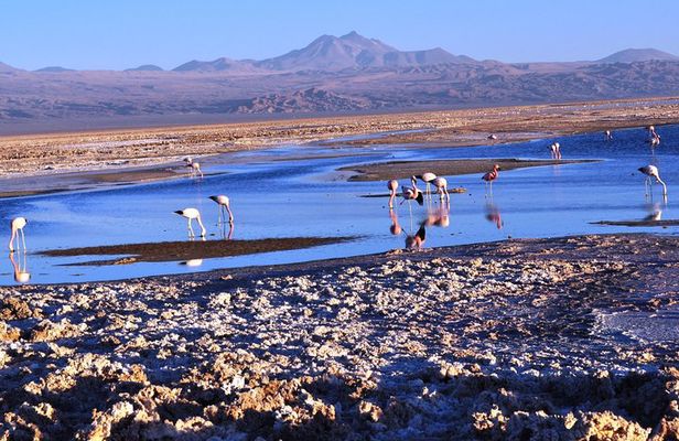 Altiplanic Lagoons & Piedras Rojas Tour from San Pedro de Atacama