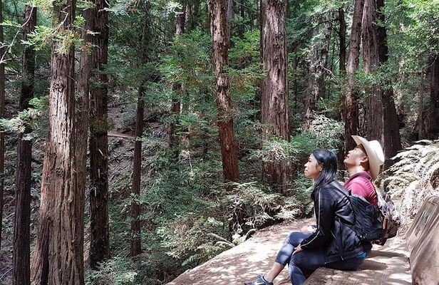 San Francisco: Guided Tour of Coastal Redwoods & Wine Country