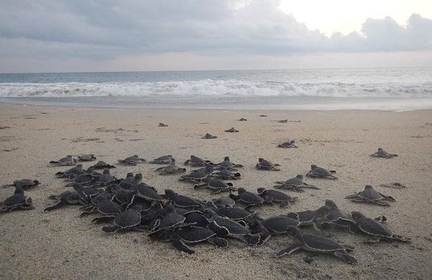 Preserving Baby Sea Turtles And Filling You With Energy In Bioluminescent Lights
