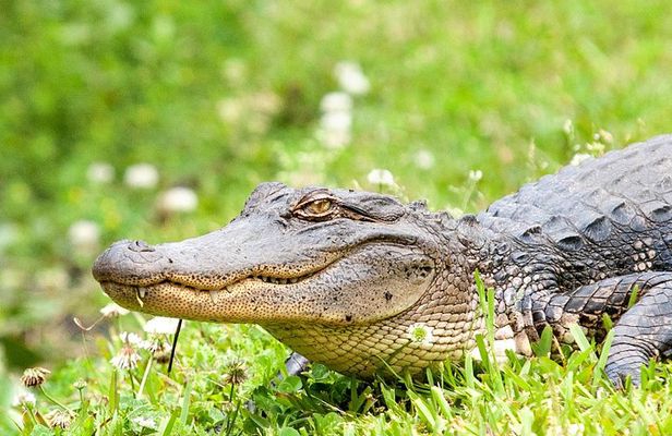 New Orleans Swamp and Bayou Alligator Tour